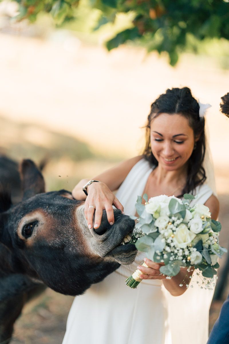 Situation cocasse d'une mariée essayant d'empêcher un âner de dévorer son bouquet