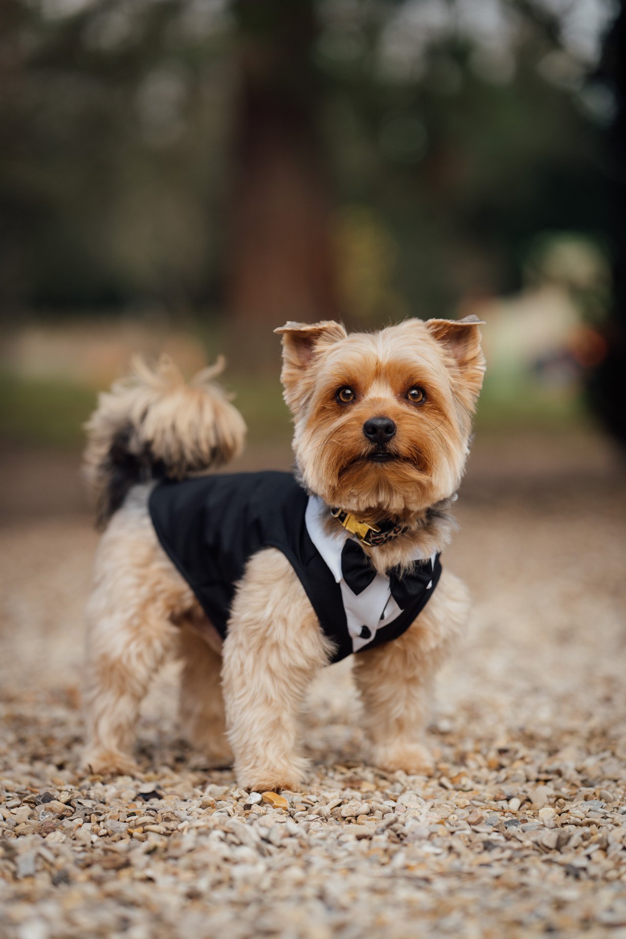 Photo de mariage par vh-photo - Galerie