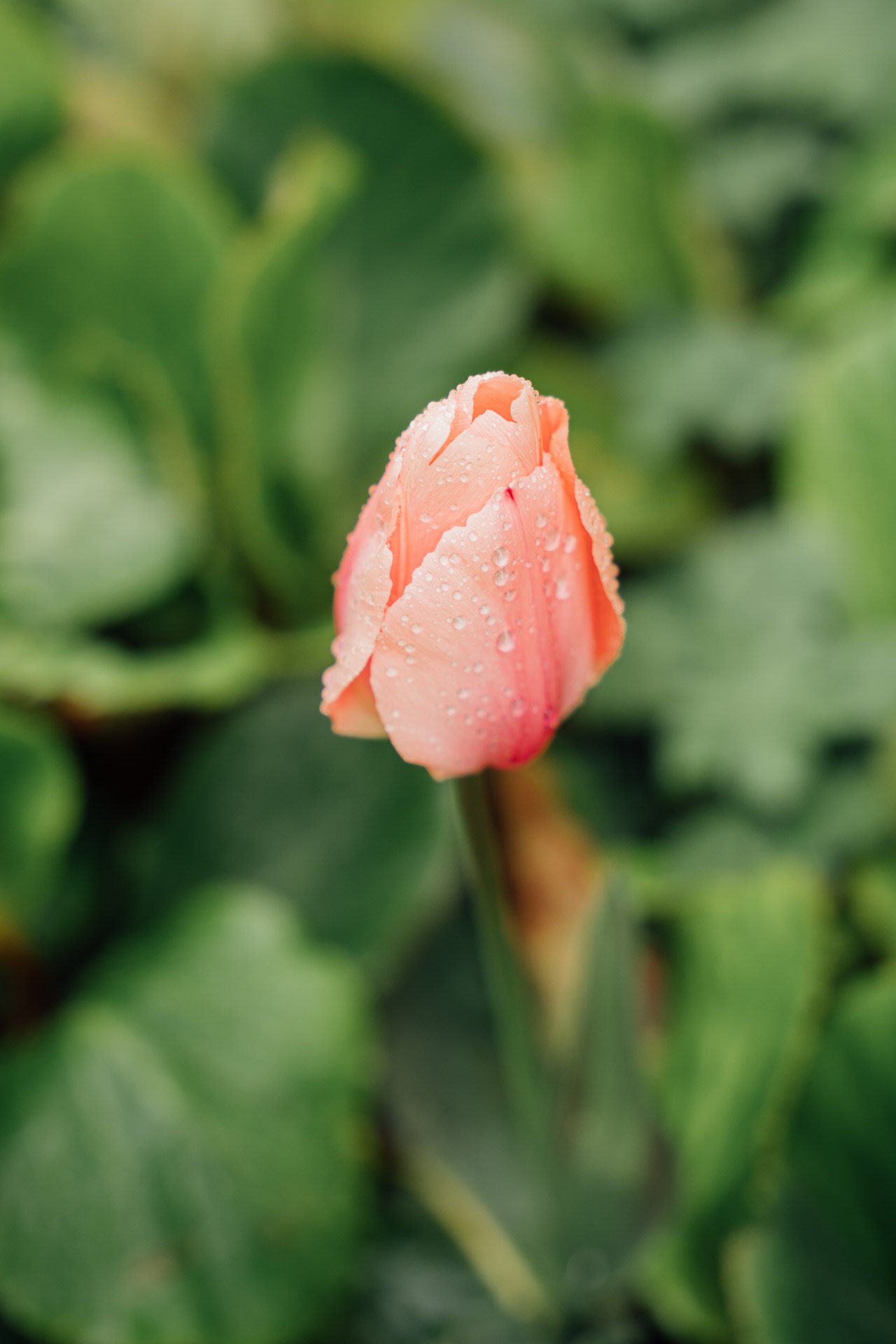 Photo de mariage par vh-photo - Galerie